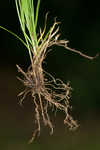 Appalachian sedge